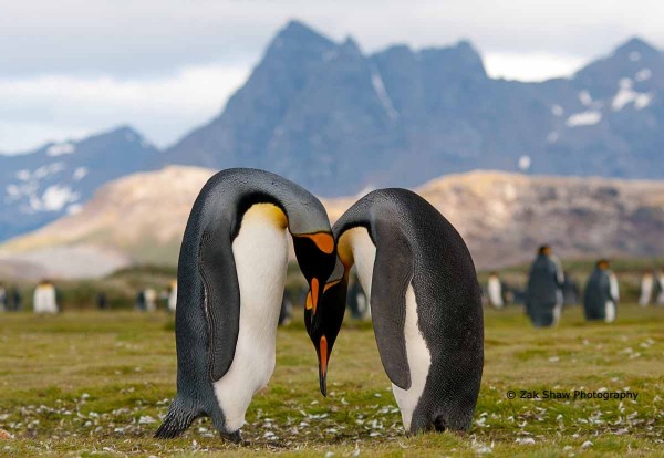 Antarctique - 20 jours