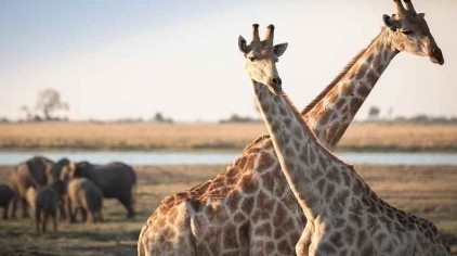 Kenya et Afrique Australe - 15 jours