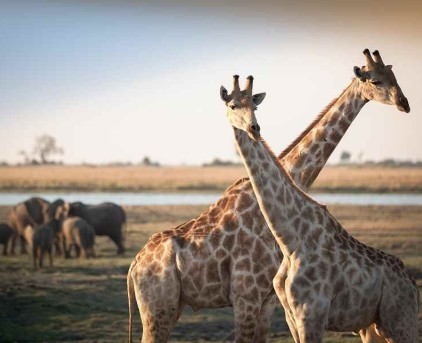 Kenya et Afrique Australe - 15 jours