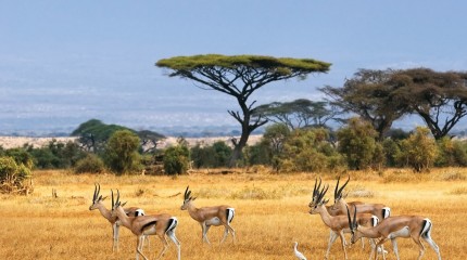 Merveilles Africaines - 16 jours
