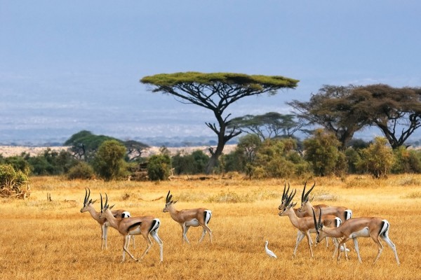 Merveilles Africaines - 16 jours