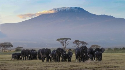 Safari Kenya - 9 jours