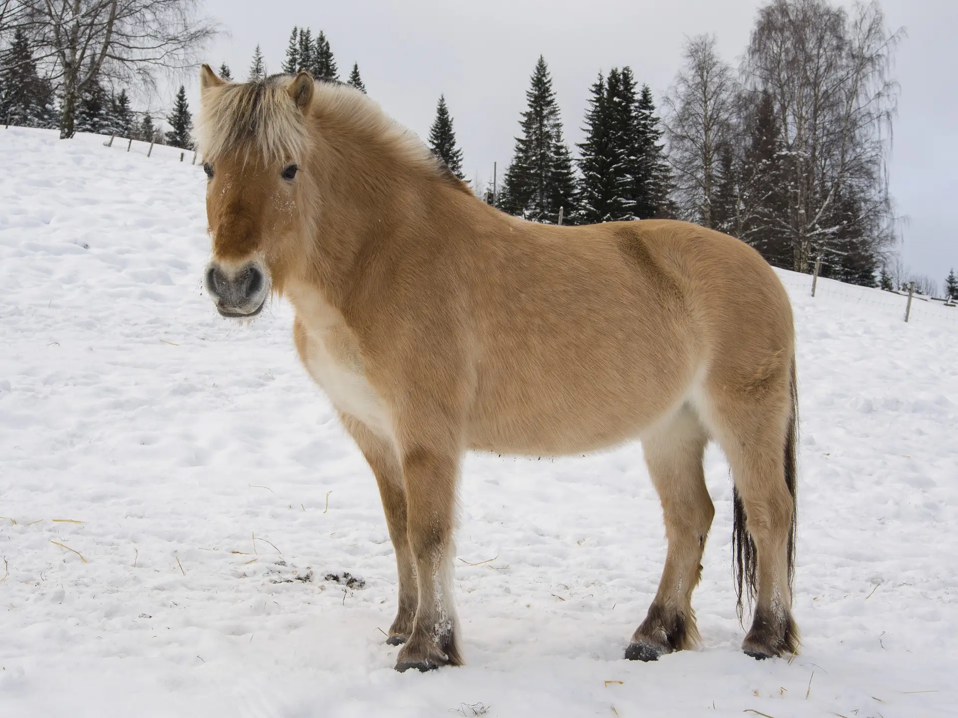 Norvège - 15 jours